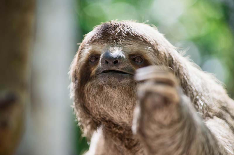 Three toed sloth – Costa Rican Tourism. Photograph by Pacific Photography Three toed sloth - Costa Rican Tourism. Photograph by Pacific Photography